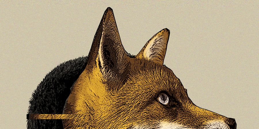 image - Foxfinder