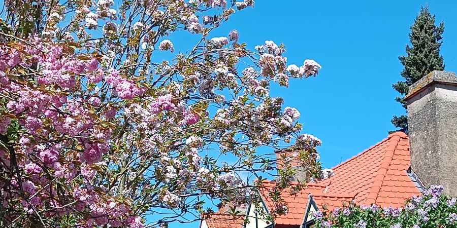 image - Visite guidée des Cités-jardins le Logis et Floréal 