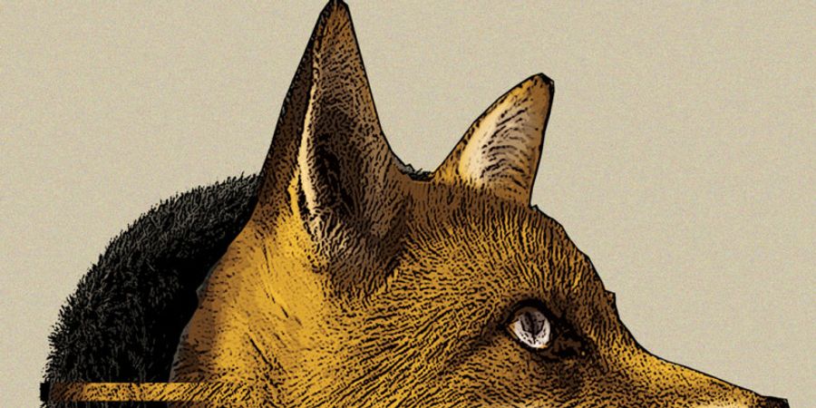 image - FoxFinder