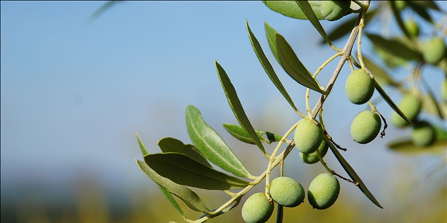 image - Olijfolie testing