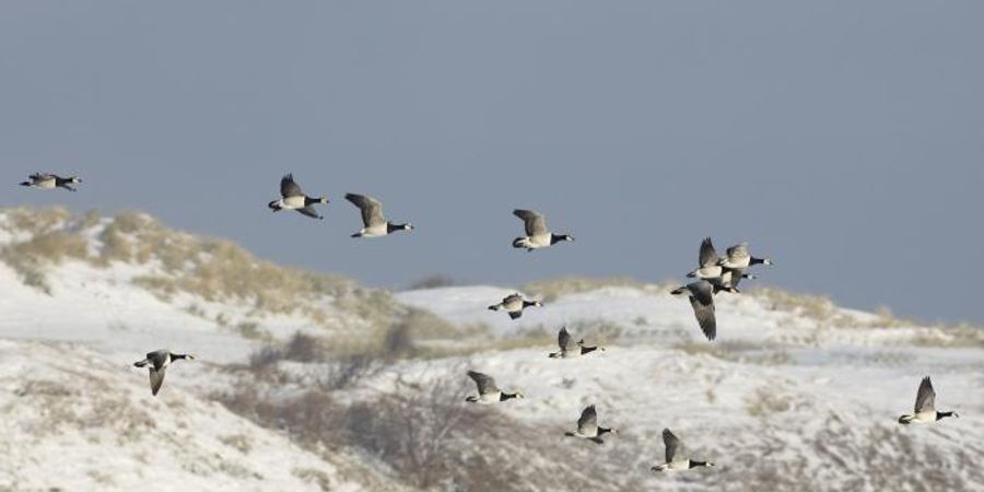 image - Wintervogeltocht