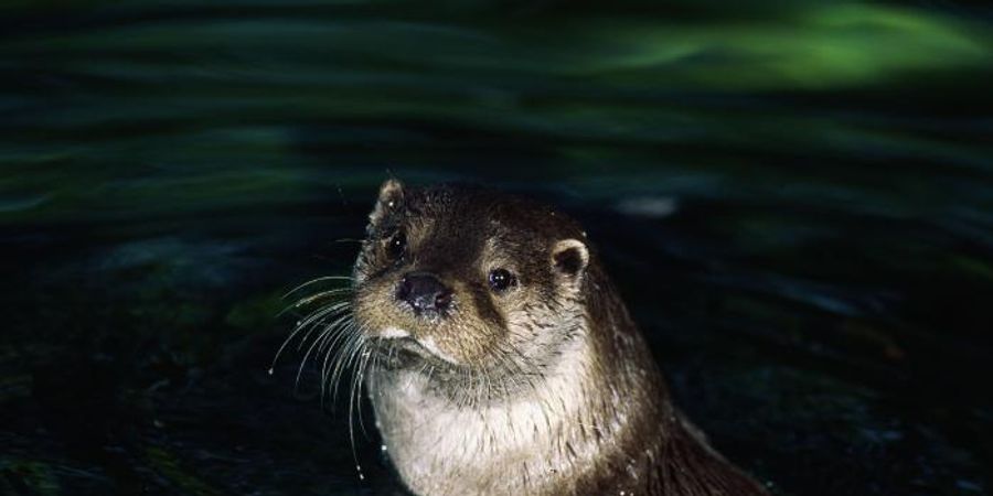 image - Otter actie dag