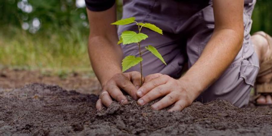 image - Action : plantation d'arbres