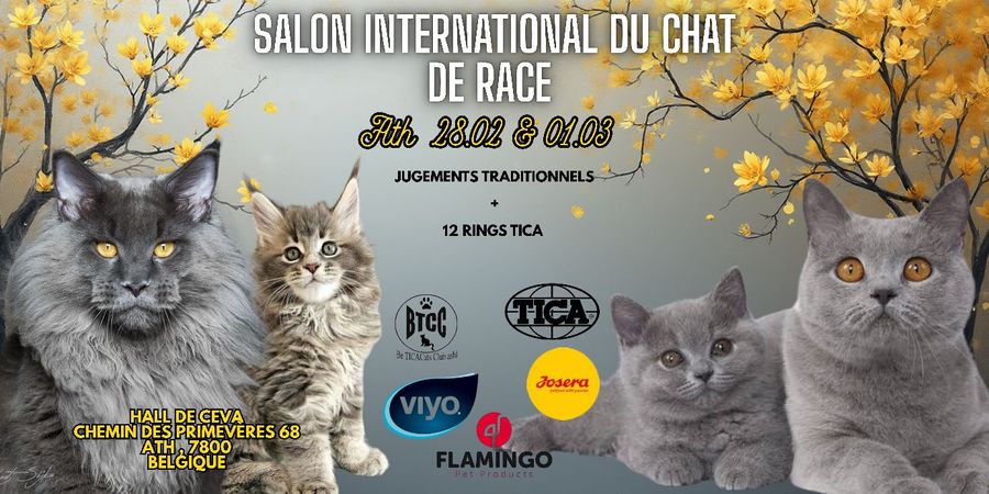 image - Internationale Kattenshow - Ath 2026 