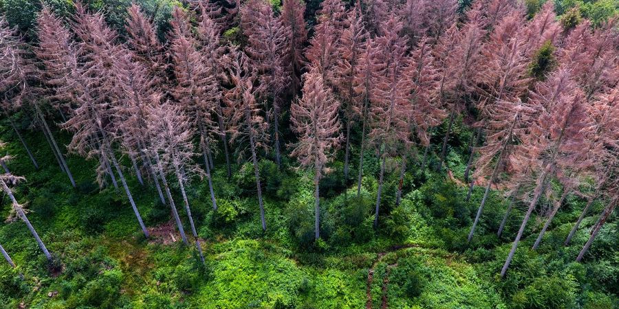 image - Canicules, sécheresses, incendies en forêt : quelles ripostes? - soirée d'étude 3/3 