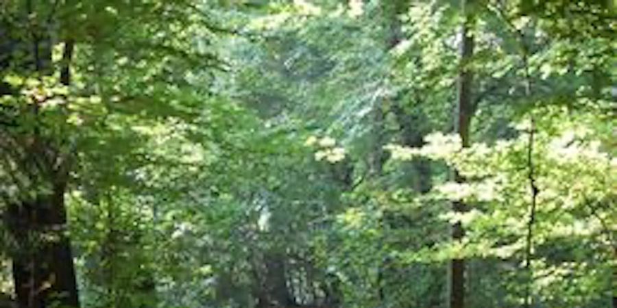 image - Carnaval in de natuur