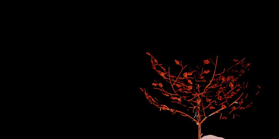 image - L'enfant racine - Compagnie Bulle à sons [Dès 5 ans] - ékla