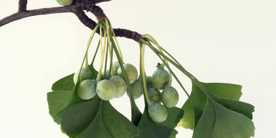 image - Visite du Parc 