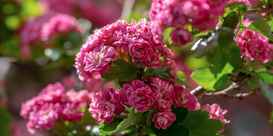 image - Visite du parc 