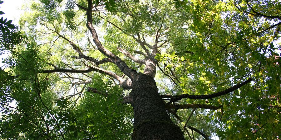 image - Arboretum Robert Lenoir