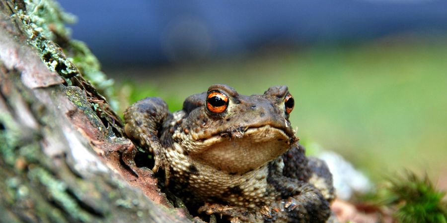image - Soirée amphibie (promenade)