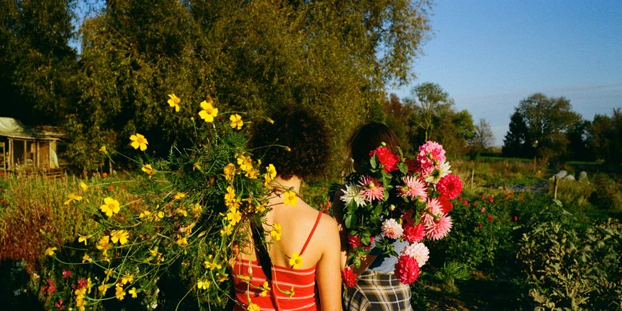 image - Sème ton jardin de fleurs