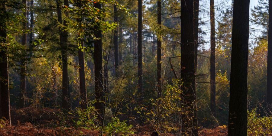 image - Les nuits d'encre | Balade contée à Limelette