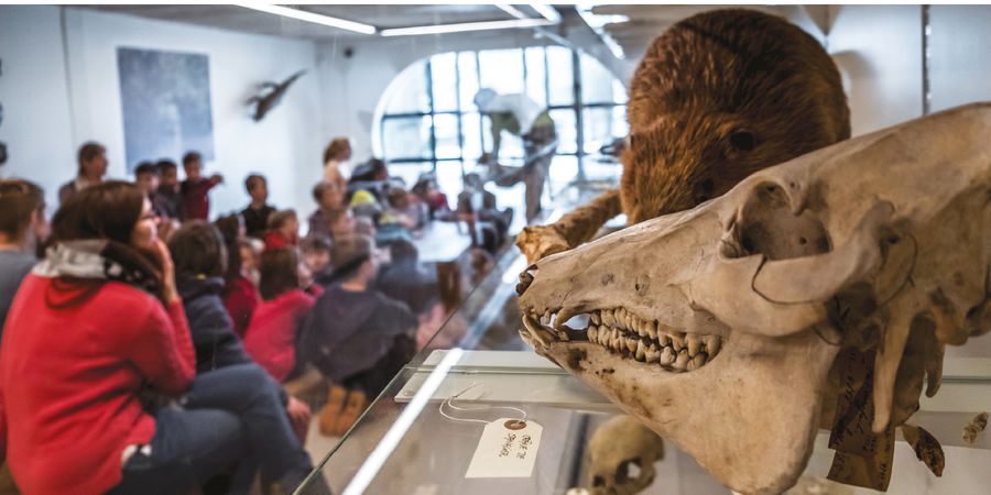 image - Le petit cabinet dʼhistoires naturelles - animation familles