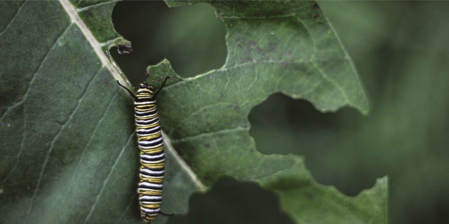 image - FESTIVAL LES NUITS DʼENCRE