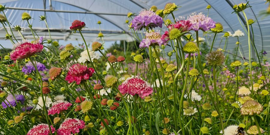 image - Atelier : apprendre à semer son jardin de fleurs
