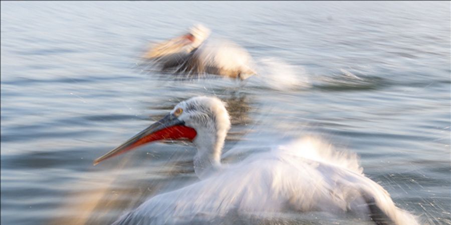 image - Expo Echoes - Birte Verhaegen