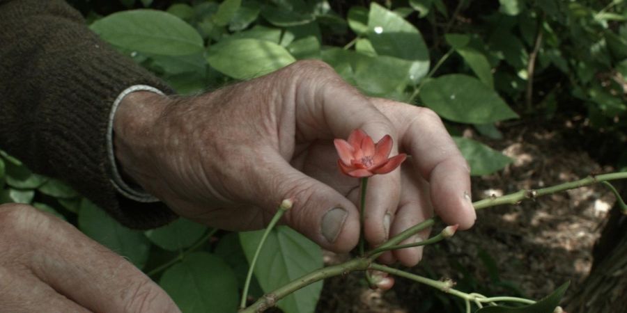 image - Sept promenades avec Mark Brown - Pierre Creton & Vincent Barré