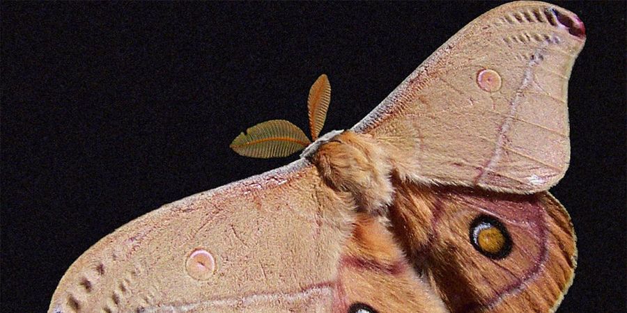 image - Courts-métrages d'Ana Vaz: une introduction