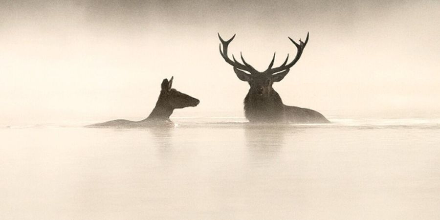 image - Le Chant des forêts