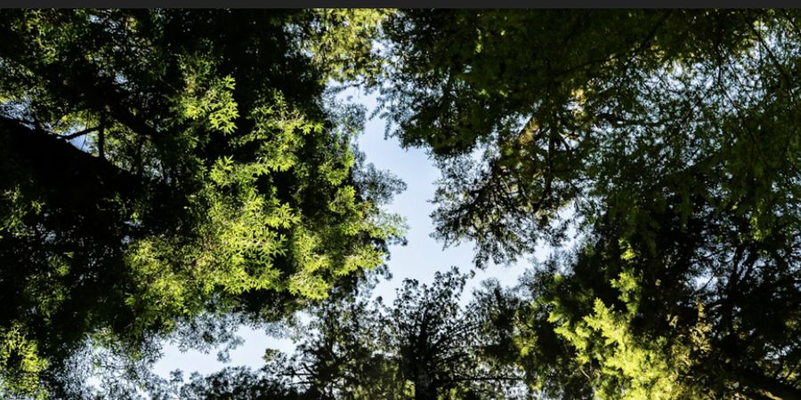 image - CE QUI POUSSE EN NOUS