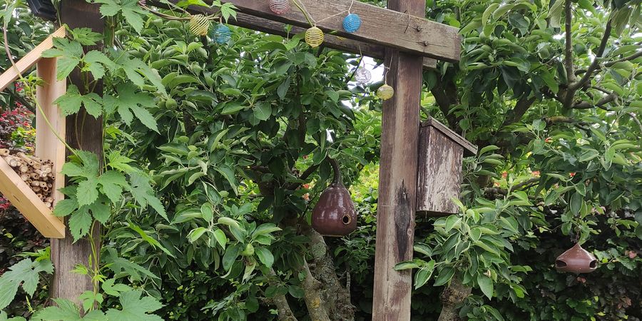 image - Le jardin-forêt comestible