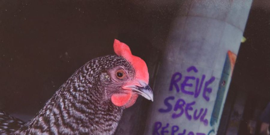 image - Miskine la démocratie