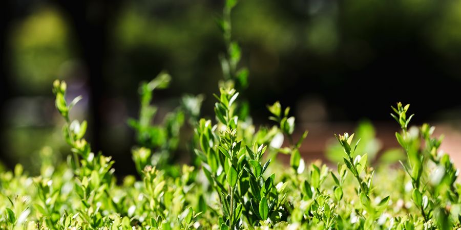 image - Je t'aime moi non plus. Découvrir les différents modes de reproduction des végétaux