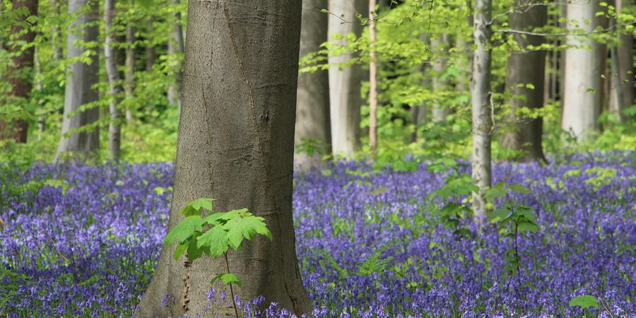 image - Expo photo Le bois de Hal