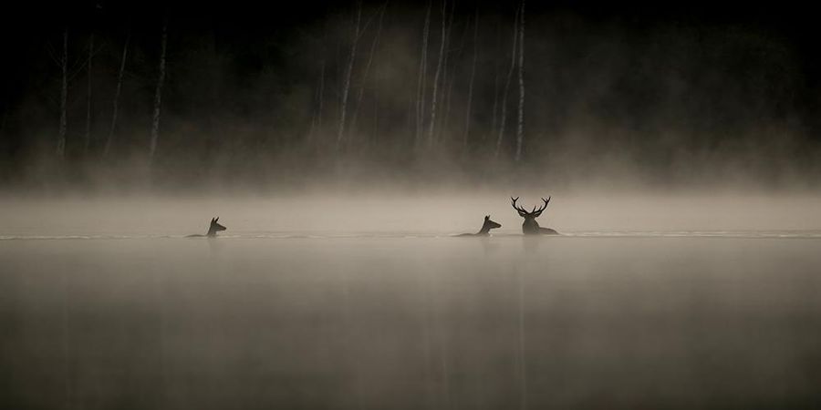 image - Le Chant des Forêts - Vincent Munier
