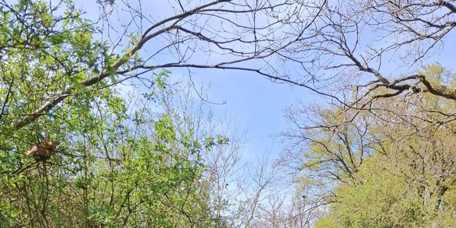 image - Les balades du cercle Marie-Anne Libert 