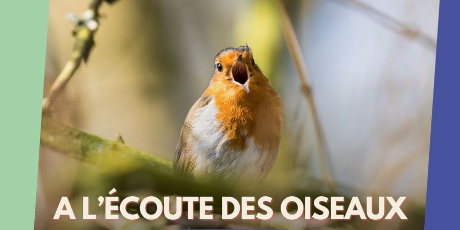 image - Balade didactique à l'écoute des oiseaux