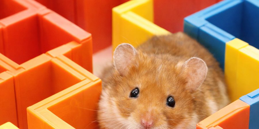 image - Le journal d'Edward