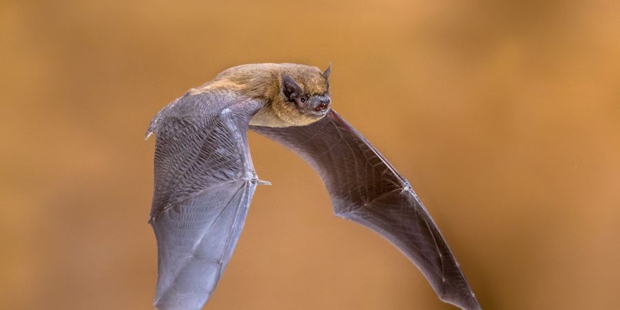 image - Les chauves-souris à Jette