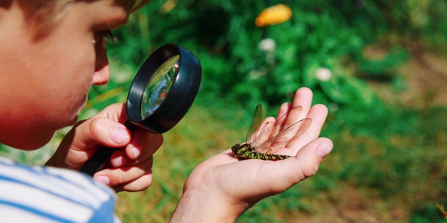 image - À la rencontre des minuscules : insectes et araignées (8-12 ans)