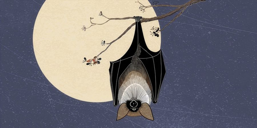 image - La nuit des chauves-souris dans le Parc
