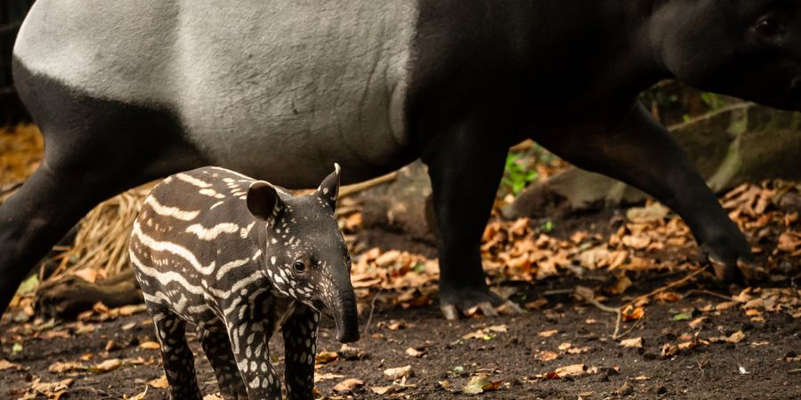 image - ZOO Antwerpen