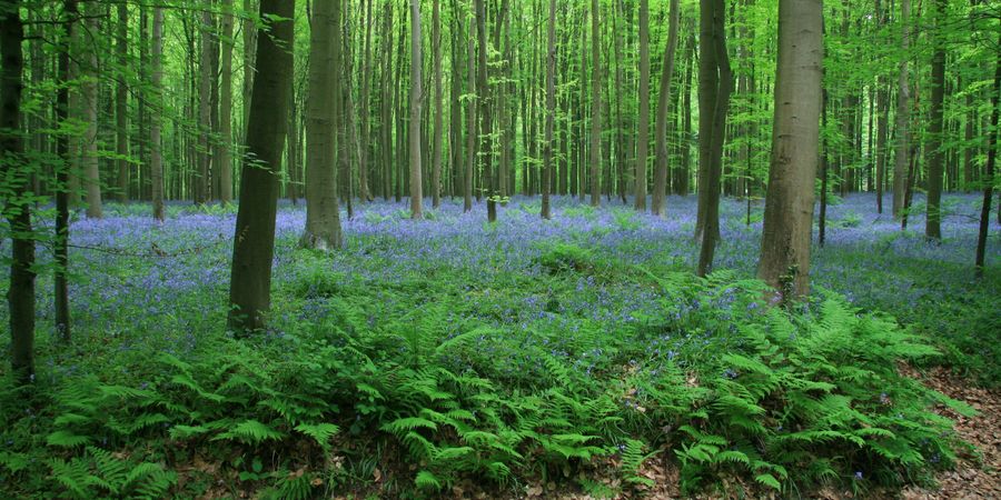 image - Hallerbos