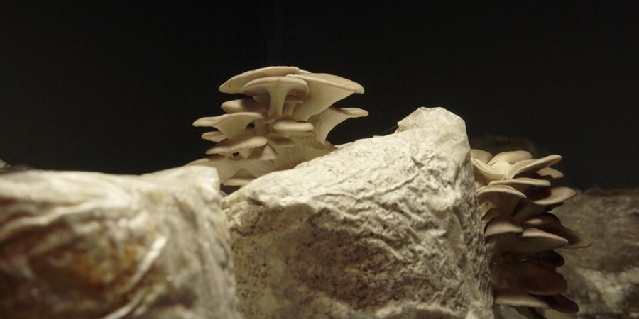 image - The Mushroom Speaks - Marion Neumann