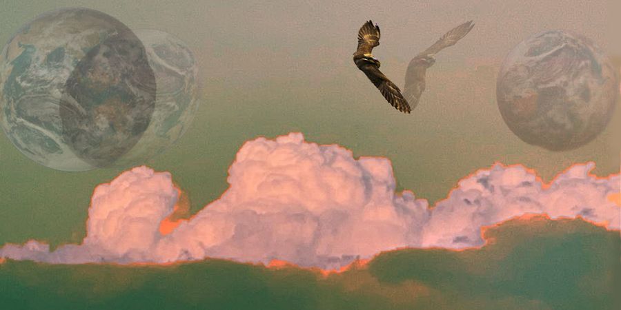 image - L'Oiseau que je vois