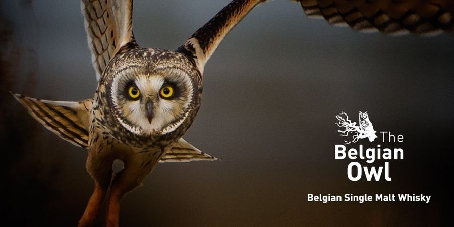 image - Belgian Owl Masterclass
