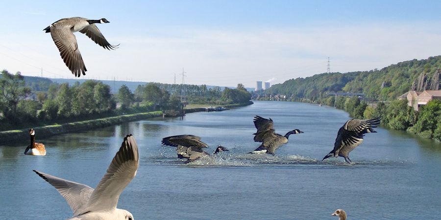 image - Les oiseaux du bord de Meuse