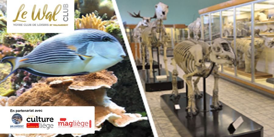 image - Visite animée de l’Aquarium et du Muséum de Liège pour grands et petits !