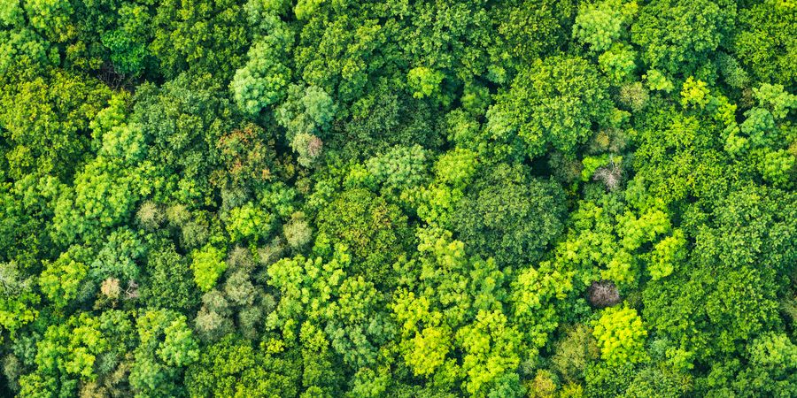 image - Notre planète avec ou sans arbre? 