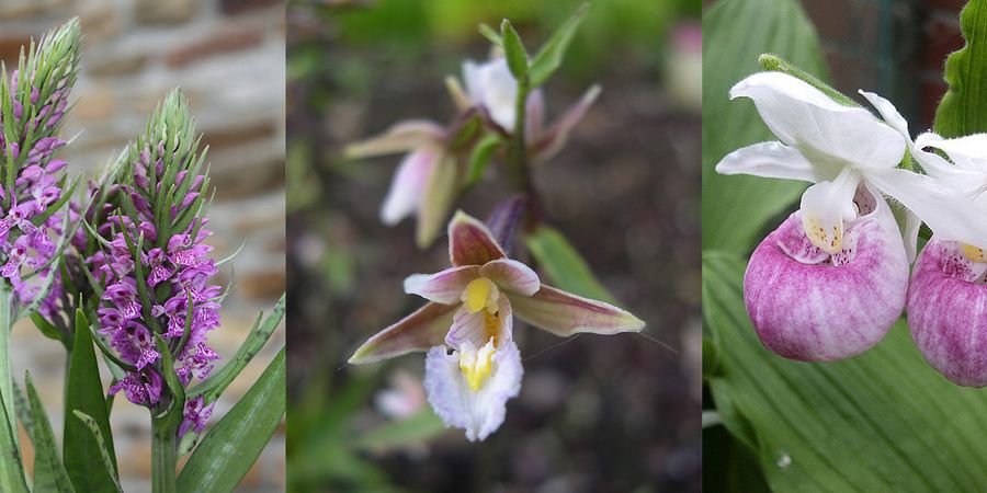image - Orchidées vivaces de Jardin - Portes Ouvertes chez Phytesia