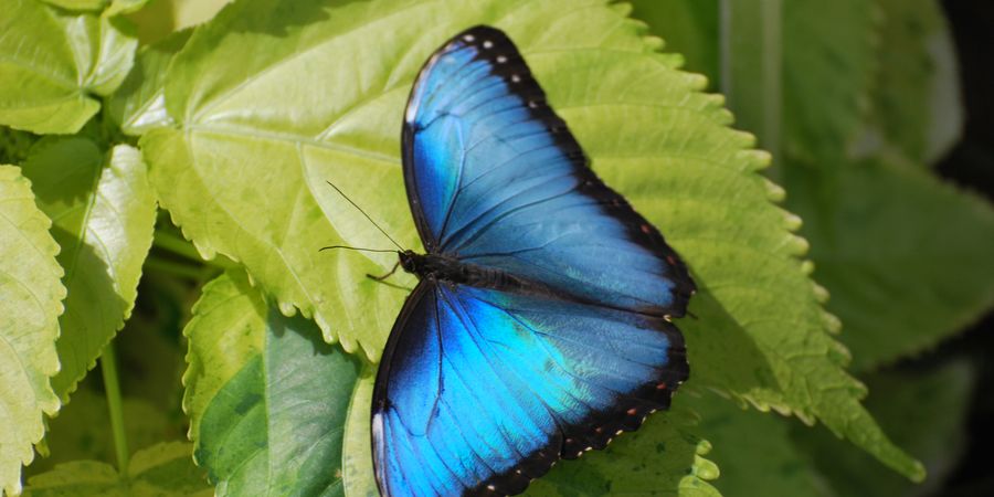 image - Papillons en Liberté 