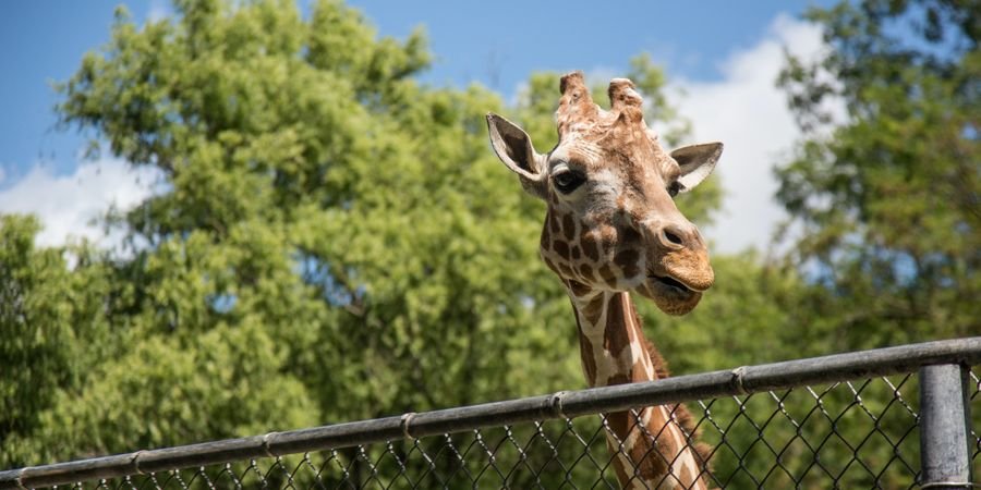 image - Breng een virtueel bezoek aan de Dublin Zoo