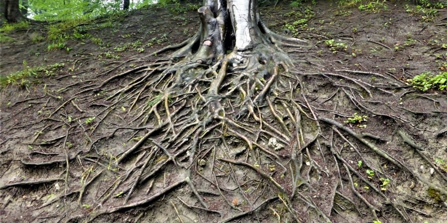 image - Mini-formation à distance : secrets d'arbres