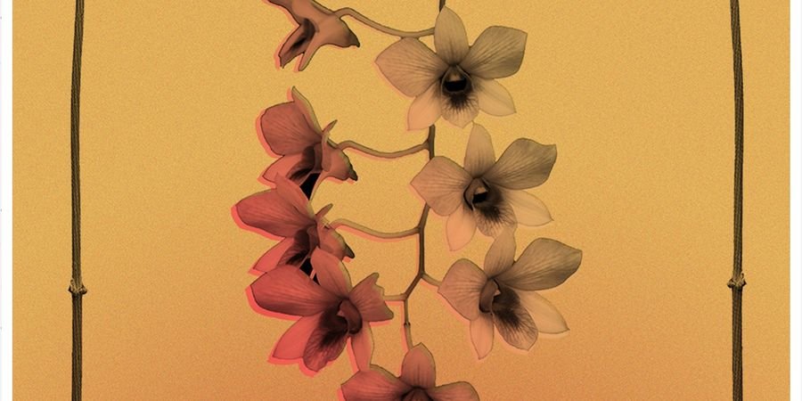 image - De la sexualité des orchidées