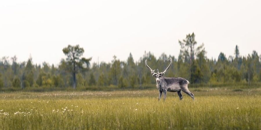 image - Laponie, le peuple du renne
